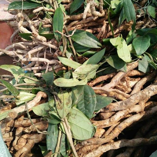 Sâm xuyên đá Hà Giang tươi cực thơm chất [1kg]