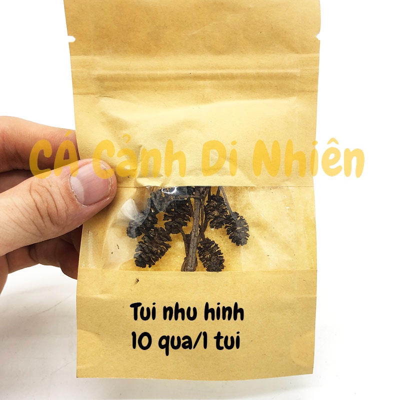 Trái Thông Khô ALDER CONES  cho tép cảnh hồ cá thủy sinh