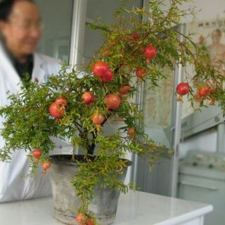 Hạt Giống Lựu Lùn (Dwarf Pomegranate Seeds)