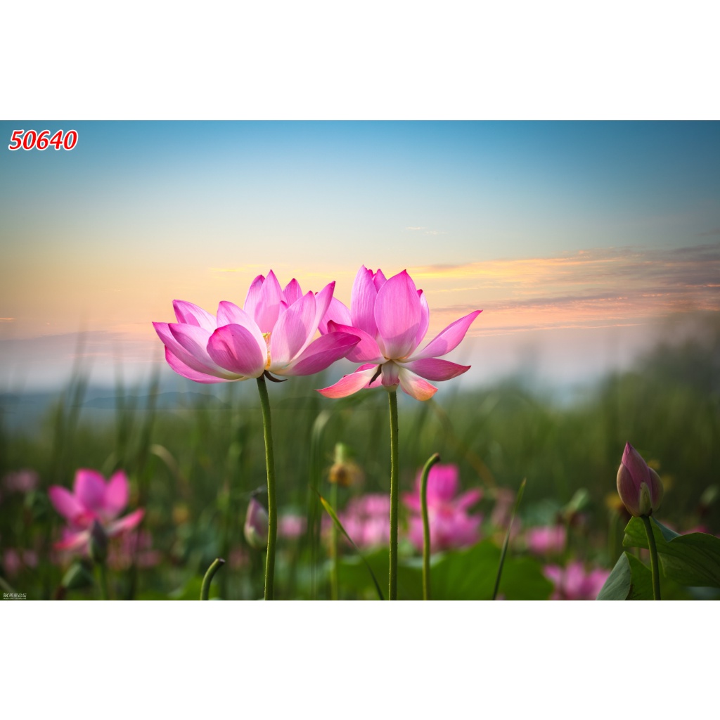 Tranh 3D chủ đề hoa sen với nhiều màu sắc khác nhau, phong cách trang nhã, lịch sự