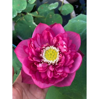 Củ sen Hạ Mơ