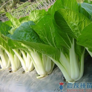 Hạt giống cải bẹ trắng