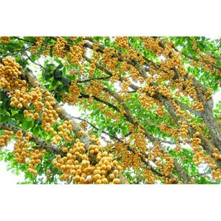 cây giống bòn bon thái lan