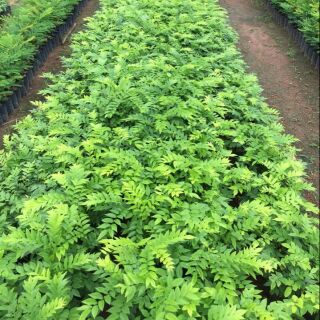 Combo 5 cây sưa đỏ