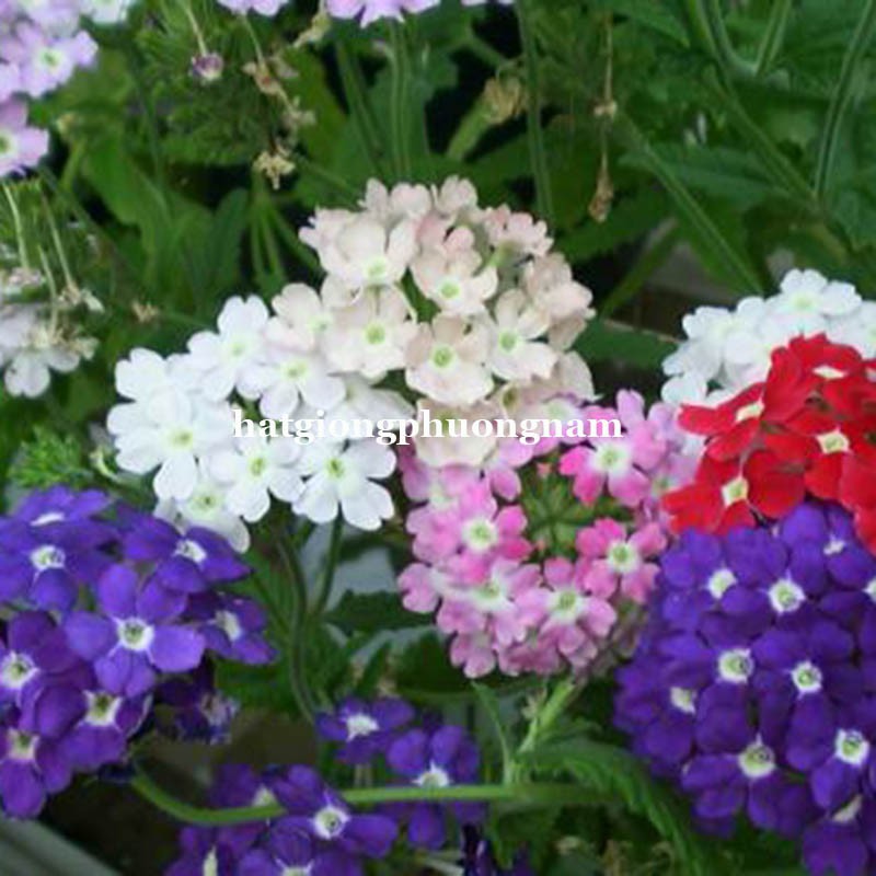 50 H - HẠT GIỐNG HOA VÂN ANH MIX