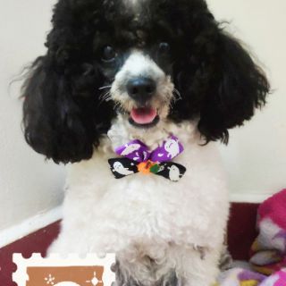 Vòng cổ chó mèo - Halloween