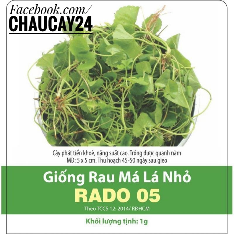 Hạt giống Rau má lá nhỏ cao sản, dễ trồng
