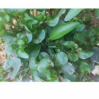 30 cành xà lách xoong nhật giống(cải xoong nhật)