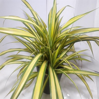 Cây dứa vạn phát ,dứa thái