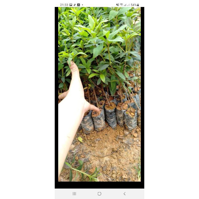 Cây giống  đỗ quyên