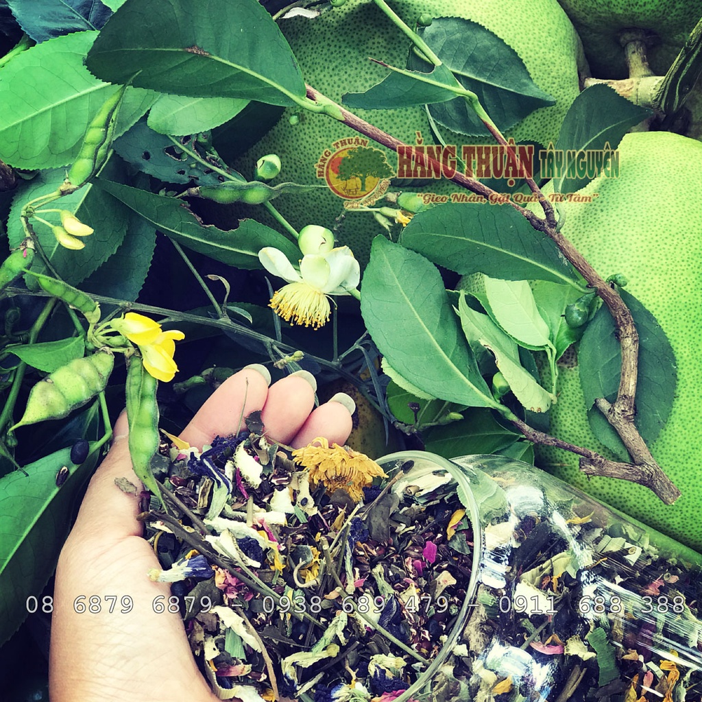 Trà Thanh Lọc Cơ Thể Hằng Thuận Tây Nguyên