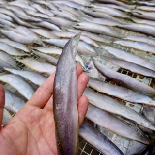 Chạch đồng 1 nắng 1kg