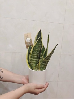Cây lưỡi hổ để bàn