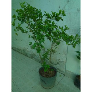 Cây Nguyệt quế