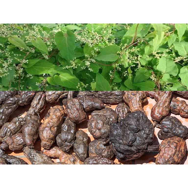 Dầu gội bồ kết chính hãng công ty 950ml | Thế Giới Skin Care