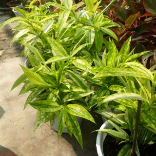 💚 Cây trúc nhật vàng 💚
