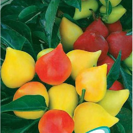 30 Hạt giống Ớt ngũ sắc trái đào tiên (tặng gói kích nẩy mầm và hướng dẫn)