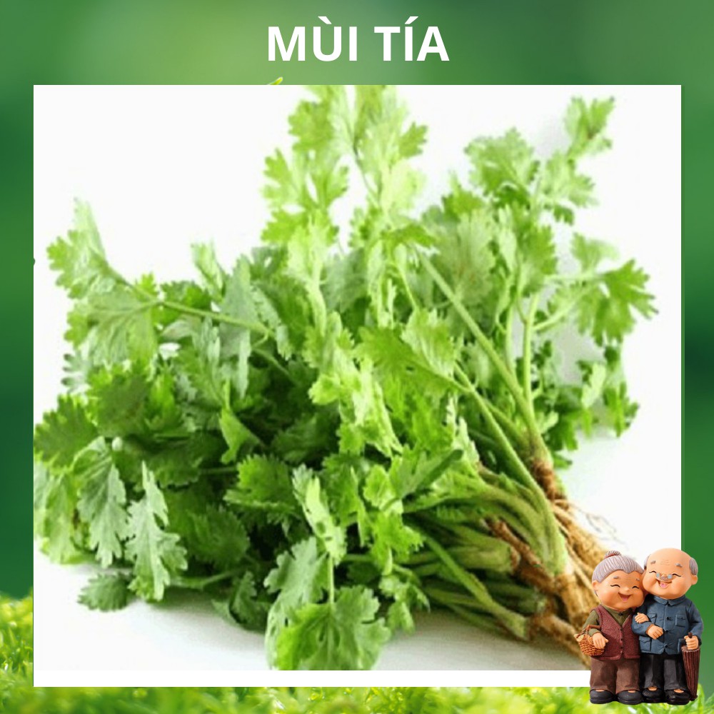 50 Hạt Giống Rau Mùi Cồn Tía (Rau Thơm, Gia Vị)