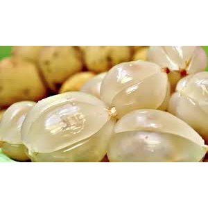 Cây Bòn Bon Thái Quả Vàng