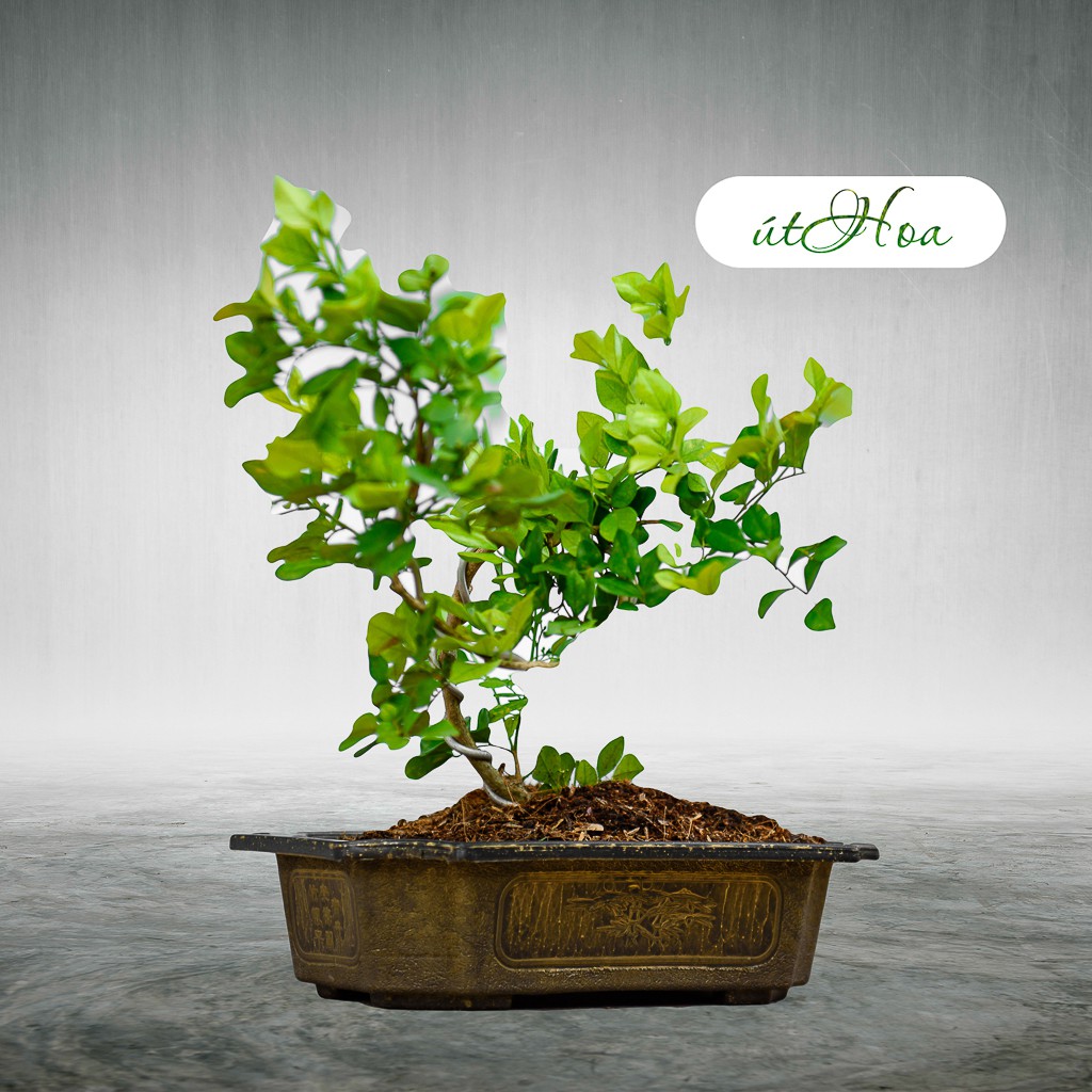 Chậu trồng kiểng Bonsai chữ nhật nhiều màu