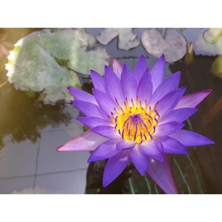cây rễ trần súng thái màu tím Huế cây lớn