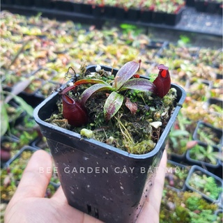 Chậu bắt côn trùng, cây nắp ấm gieo hạt trang trí