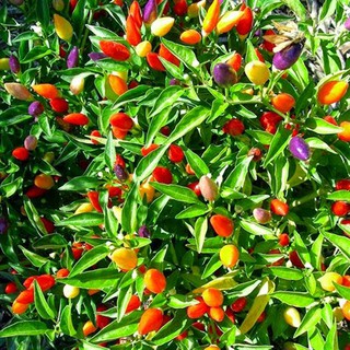 [Seeds] Hạt giống ớt ngũ săc, đóng gói 0.1gr (khoảng 20 hạt)