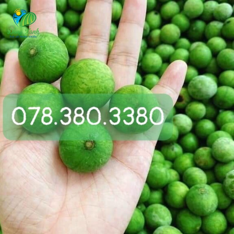 Sấu Sấy Lạnh - Quả Sấu Hà Nội - Sấu Sấy Khô giúp bảo quản được lâu hơn | BigBuy360 - bigbuy360.vn
