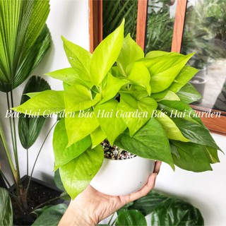 Chậu cây trầu bà vàng kèm chậu men sứ trắng- Cây để bàn