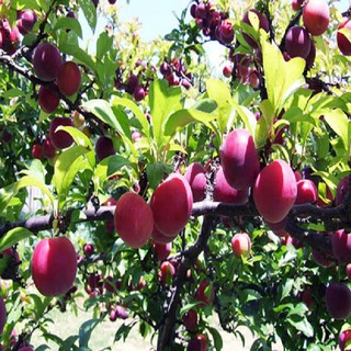 2 Cây giống Mận hậu