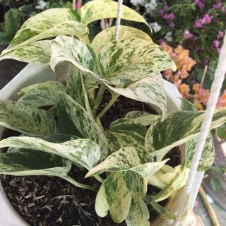 Cây trầu bà sữa