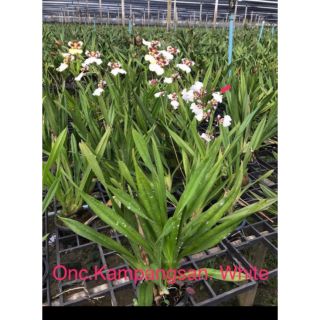 Vũ nữ sharry baby trắng