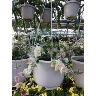 Thằn lằn cẩm thạch