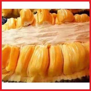 Cây giống mít siêu dài Malaysia