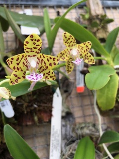 Lan Rừng Cẩm Báo