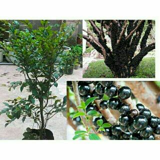 Cây giống nho thân gỗ tứ quý lá lớn(tặng kèm túi phân bón)