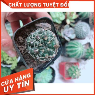 Xương rồng thần long Nhiều Người Mua