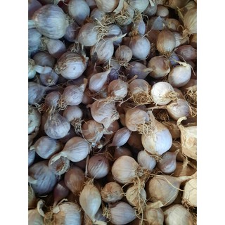 Tỏi cô dơn 1kg -đặc sản tây bắc