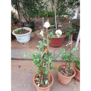 Cây Giống Hồng bạch cổ nguyên bản thơm lừng