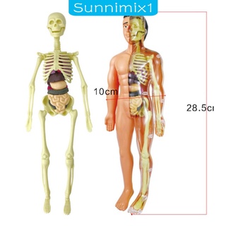 [Sunnimix1] Mô hình cơ thể con người, với trái tim con người và mô hình ruột lớn, bộ xương