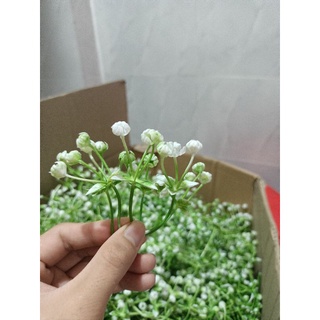 Cỏ điểm bi bịch loại đẹp trang trí bó hoa sáp, hoa khô, hoa tiền