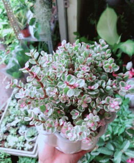 Chậu Cây Đô La Hồng