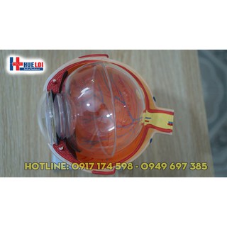 Mô hình giải phẫu mắt