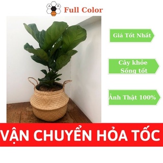 Cây bàng singapore cao 1m