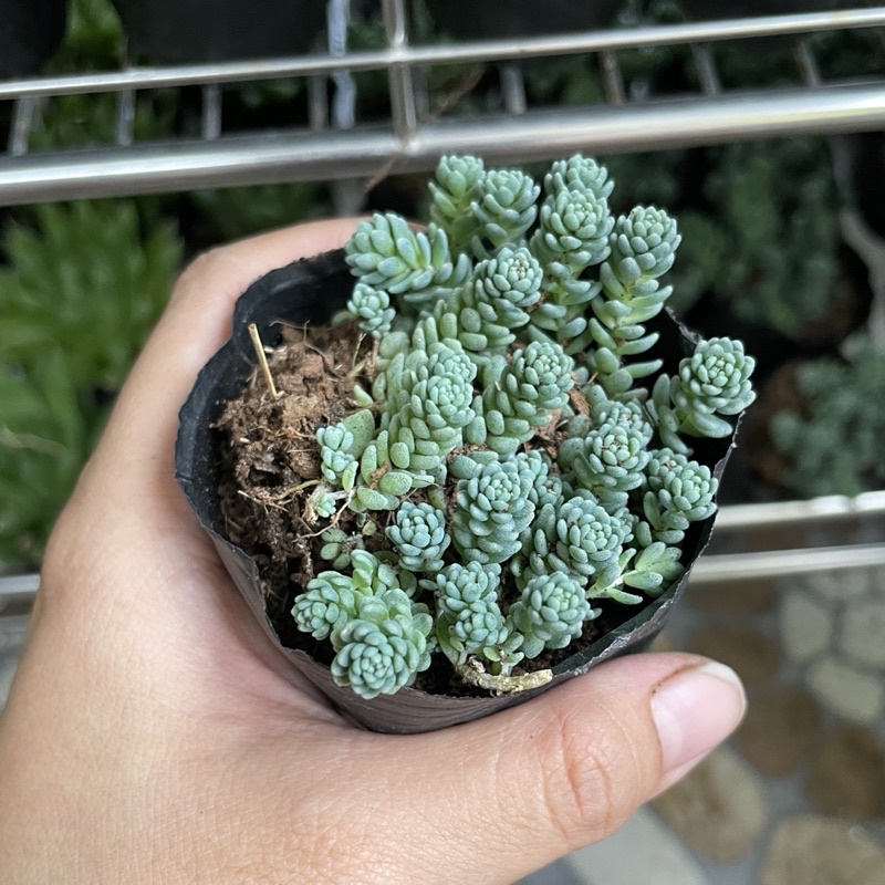 Sen Đá Sedum Hoa Hồng - size Bầu
