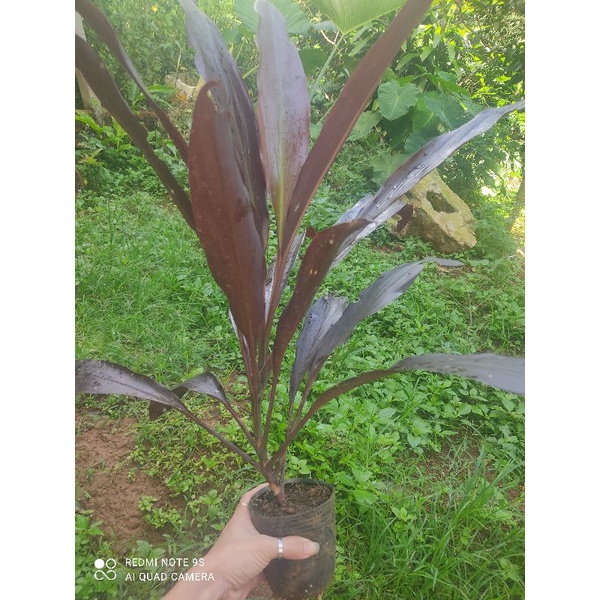 cây huyết dụ