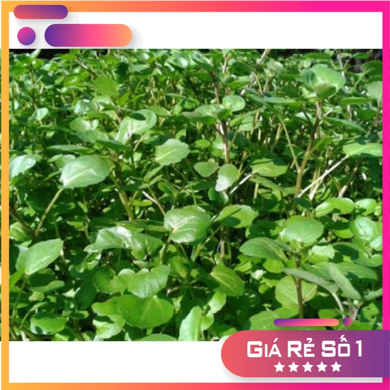 500H- Hạt giống xà lách cải xoong