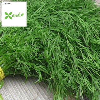 Hạt giống thì là bốn mùa 100 hạt