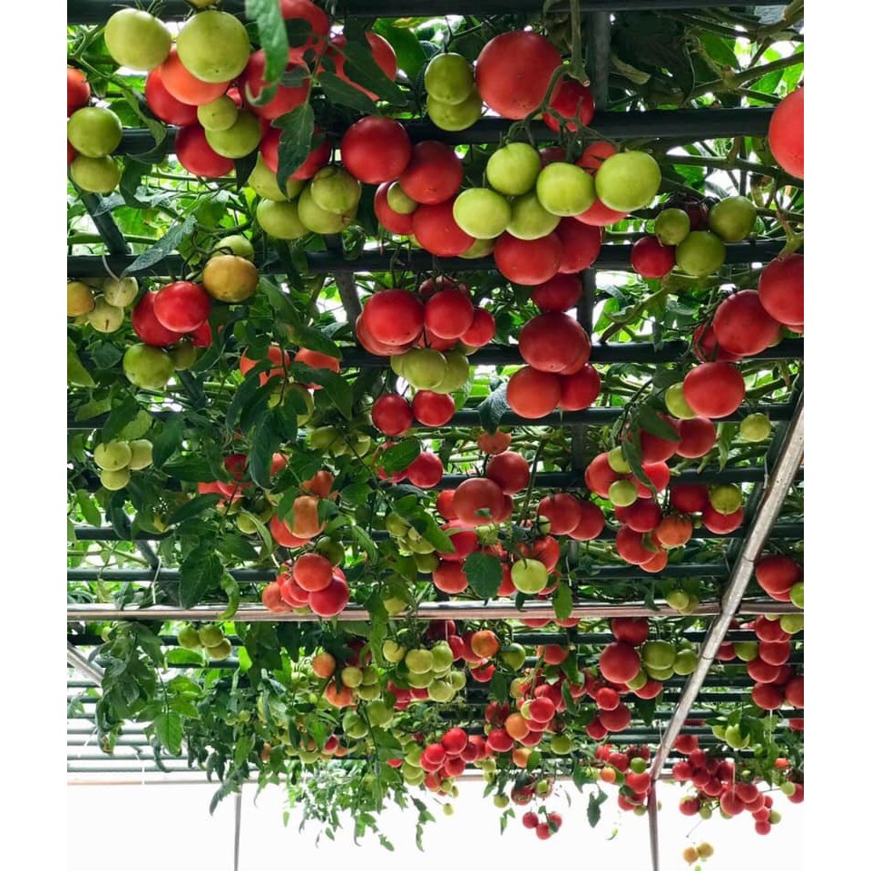 Gói 20 hạt giống Cà chua bạch tuộc leo giàn quả to 700-900gr/trái - 85 ngày bắt đầu thu hoạch