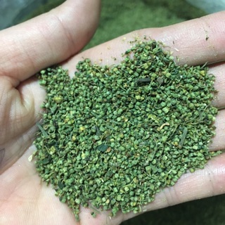 Nụ tấm hoa tam thất